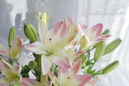 复色百合花的由来