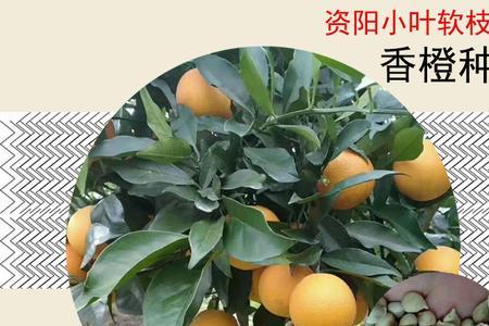 嫁接爱媛怎样摘芽