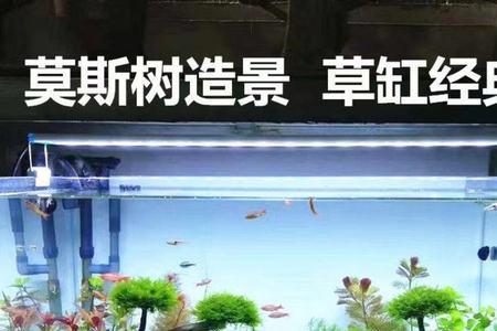 粘莫斯树的莫斯需要剪碎吗