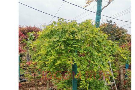 枫树失枝后怎么处理