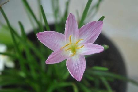 为什么风雨兰剪完就爱开花