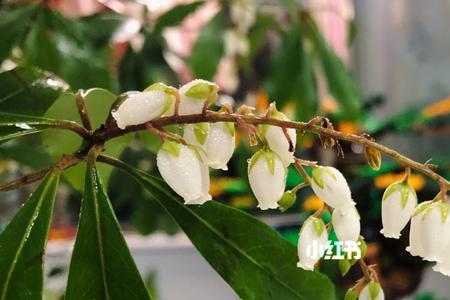 马醉木发芽是什么原因