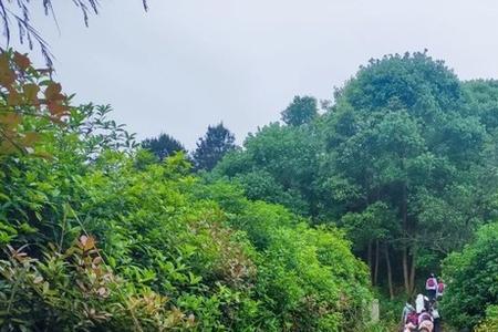 重庆为什么不挖山