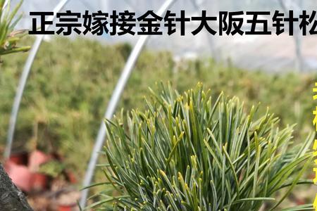 大坂松嫁接多长时间能活