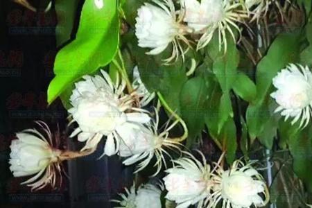 杜仲和昙花区别
