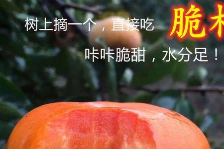 柿子几分熟时摘最好