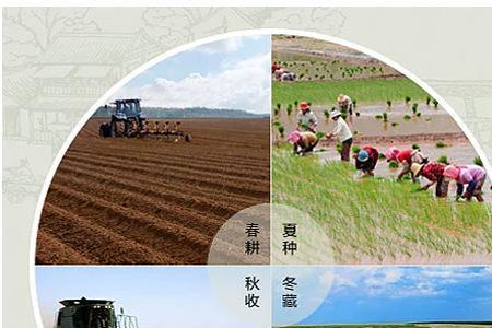 五常大米核心产区的稻种是什么
