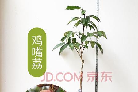 妃子笑荔枝能嫁接无核荔吗