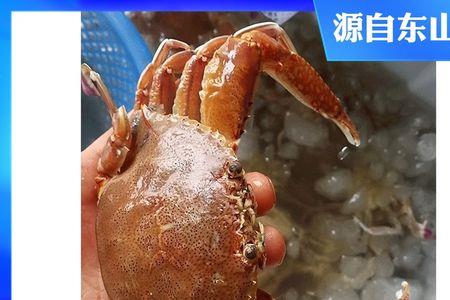 扁蟹和梭子蟹的区别