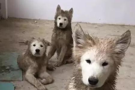 脏兮兮的部首是什么