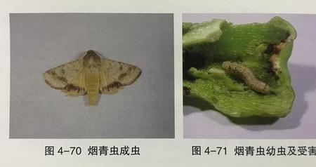 种的辣椒上有放屁虫怎样治