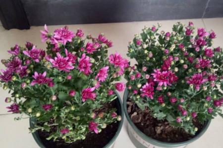 不适合家庭养的菊花