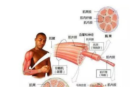 肌纤维和纤维肌有啥区别