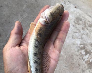 海边辣鱼怎么钓