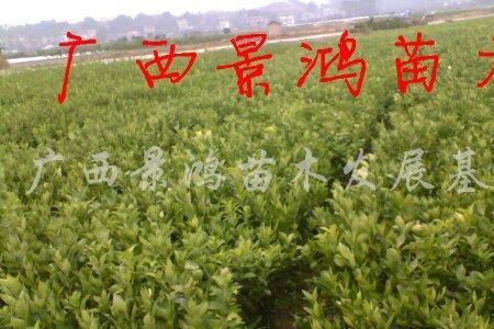 枳壳苗什么时候嫁接沙糖桔
