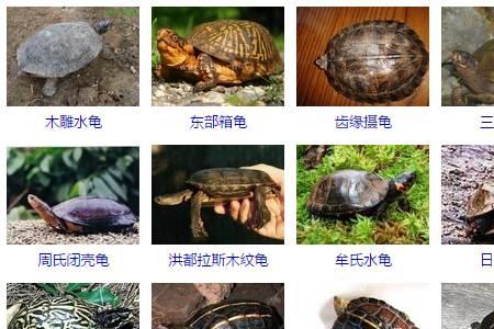 招财龟有几个品种