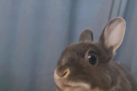 未成年小兔子能吃苹果吗