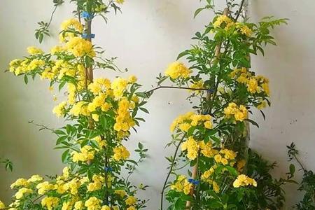 橙木香和四季红木香哪个好