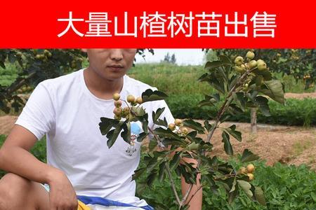 山楂树嫁接苹果容易活吗