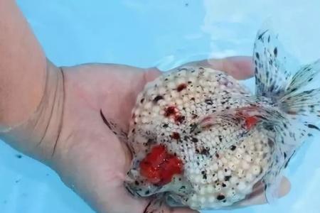 金鱼的鳞片有几种