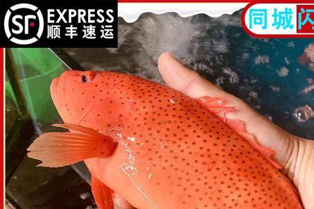 章公鱼吃什么鱼料