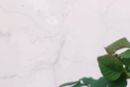 遥远的鼓声月季适合广东种植吗
