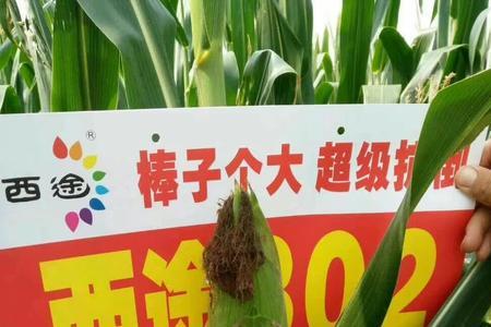育青351玉米品种