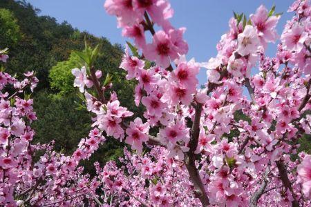 东陆和风至先开上苑花的意思