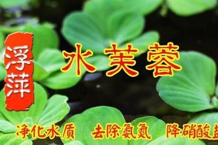 鱼缸水芙蓉黄叶怎么处理