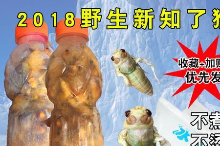 知了猴百天退壳吗