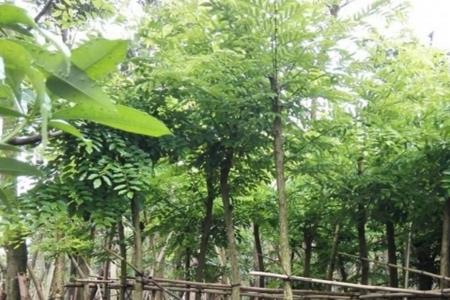 海南黄花梨树能在湖北种植吗