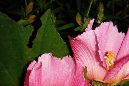 水芙蓉叶子发黄怎么补救