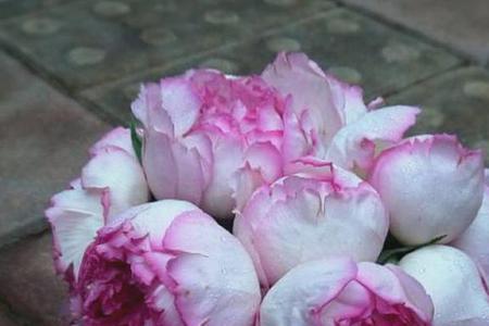 伊芙里奥与胭脂香水的区别