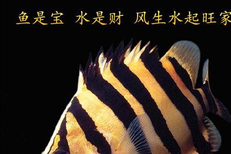 马达加斯加虎鱼会咬其他鱼