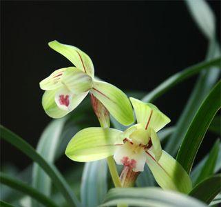 河南顶级兰花品种