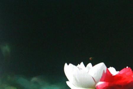 水芙蓉为什么长不大