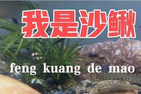 泥鳅吃乌龟吗