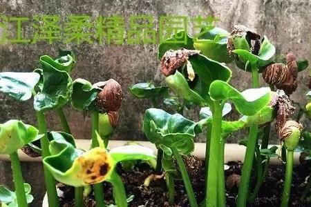 发财树分泌的蜜汁能吃吗