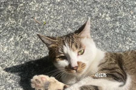 猫像疯了一样乱跑乱叫是怎么了