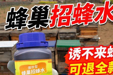 诱蜂水能诱到侦察蜂吗