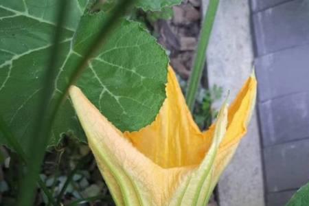 人参果雄花与雌花的区别图