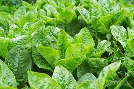 植物脑白金种植时间和方法