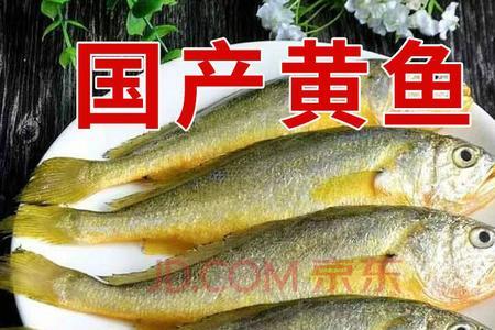黄鱼出水后还能存活多久