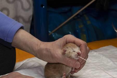 人工喂养小猫需要多久