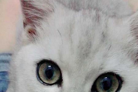 银渐层猫的智商相当于几岁