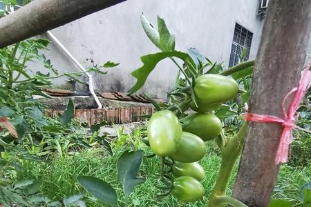 自家菜园种什么水果