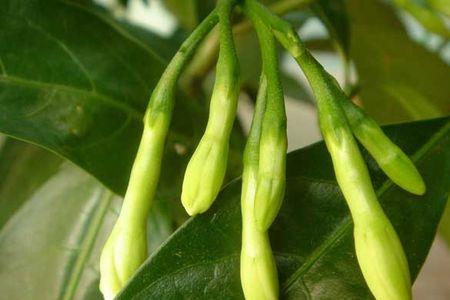 夜兰香的种植条件