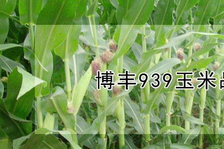 玉米十大超长穗品种
