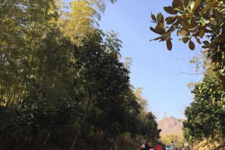 镇江圌山农博园门票