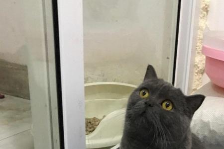 蓝猫是大型猫吗